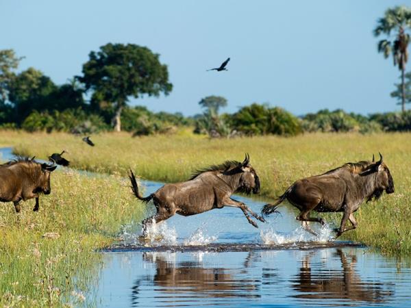 Botswana & Victoria Falls Botswana & Victoria Falls